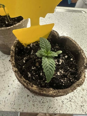banana bread autoflower  — seedling_rooting, day 6
