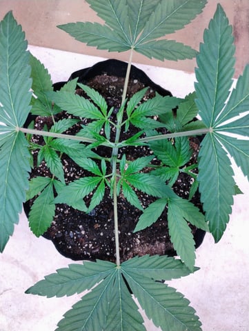 Ten G's — vegetative, day 20
