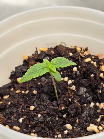Northern lights #10 (Alaska) — seedling_rooting, day 4