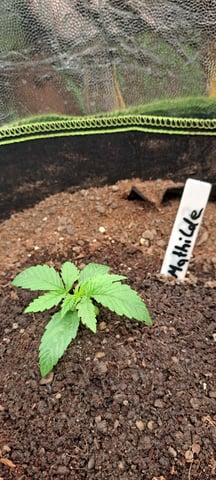 First Grow with the new setup  — seedling_rooting, day 10