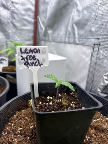 first grow in new 2x2 — vegetative, day 31