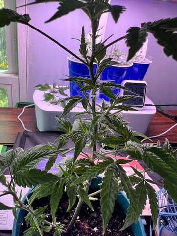White Widow Auto — flower, day 68