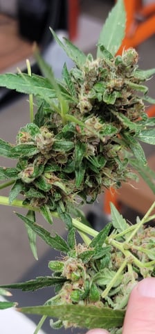 Poison Rainbows — harvest, day 165