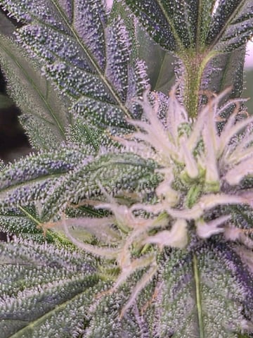 I'll get it right — flower, day 73