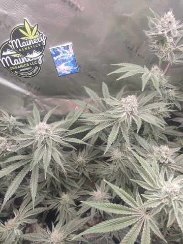 Mainely Genetics Micro Pheno Hunt — flower, day 76