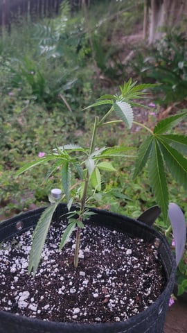 Poison Rainbows — vegetative, day 77