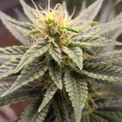 1st indoor grow 8 smaller plan t s