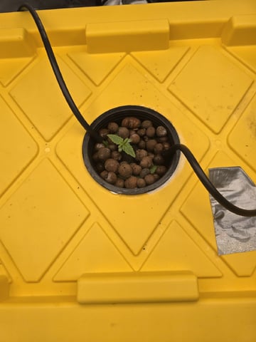 Mendo Frost Autoflower — vegetative, day 7