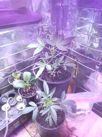 Queen Royal Autoflower  — vegetative, day 68