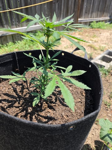 Purple Punch — grow_setup, day 2