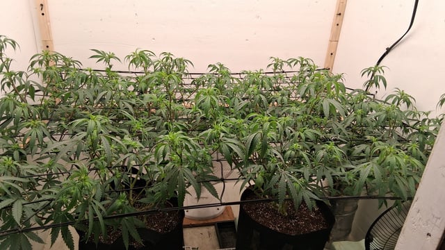 Round 2 — flower, day 25