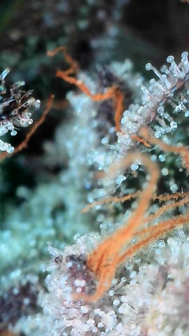 Oceanz 16 — flower, day 161
