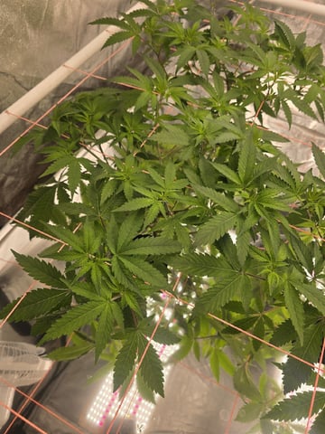 Oceanz 16 — vegetative, day 96