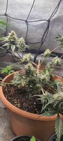 Alaskan bananaberry auto — flower, day 55