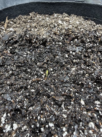 Gorilla Cookies 2nd Try — seedling_rooting, day 6