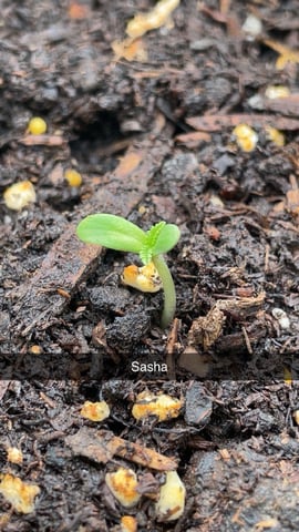 ViB3s — grow_setup, day 10