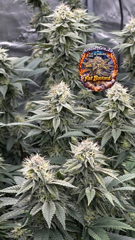 Clones Fat Bastard Clones  — flower, day 117