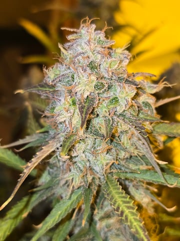 2nd Autoflower Indoor Grow — flower, day 92