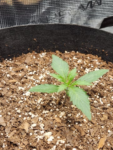 second grow — seedling_rooting, day 9