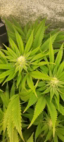 $chooners Grow — flower, day 13