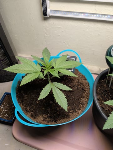 Apple Betty-Strng Seeds — vegetative, day 7