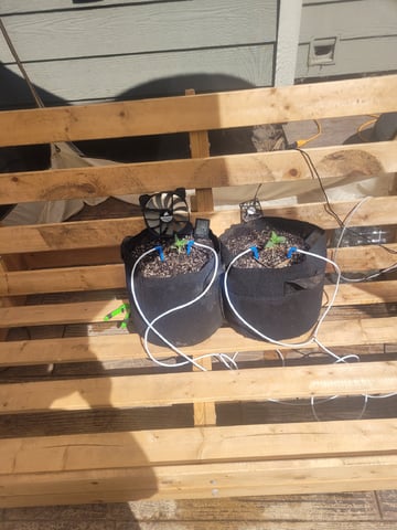 Clones And Hermie Seeds — vegetative, day 14