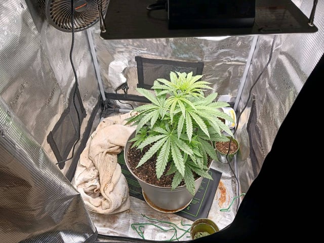 4th grow  — flower, day 158