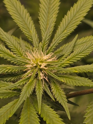 First grow — flower, day 73