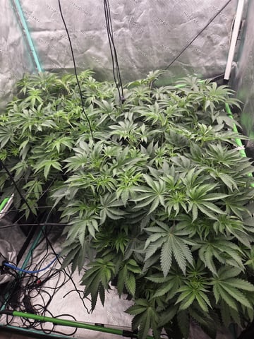 Relentless Genetics Trop Cherry S1 — flower, day 32