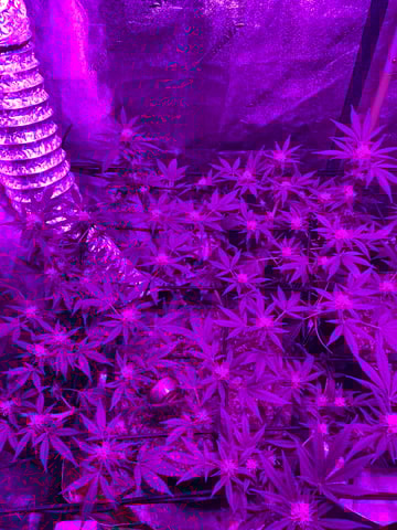 Amnesia Haze (First Ever Grow) — flower, day 86