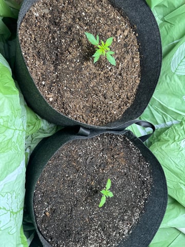 First grow — seedling_rooting, day 18