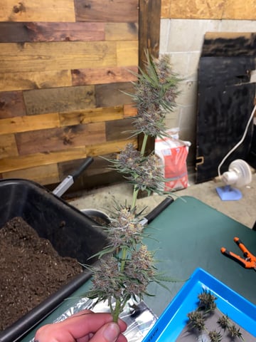 Rainbow Mints — harvest, day 58