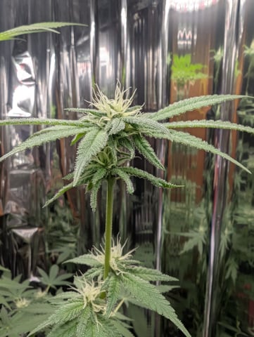 B E A utiful  — flower, day 84