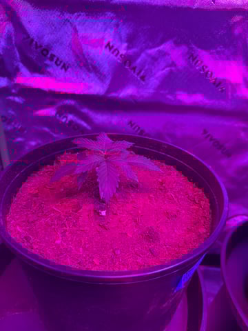 Oklagrow — grow_setup, day 1