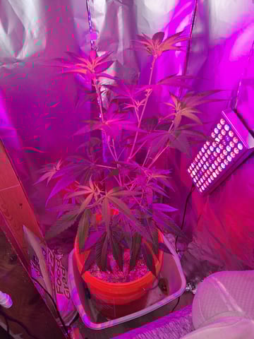 first grow  — vegetative, day 50
