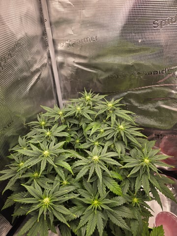 blue dream auto — flower, day 37