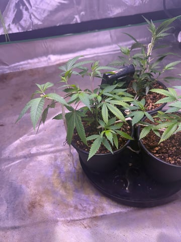 Green Gelato — vegetative, day 3