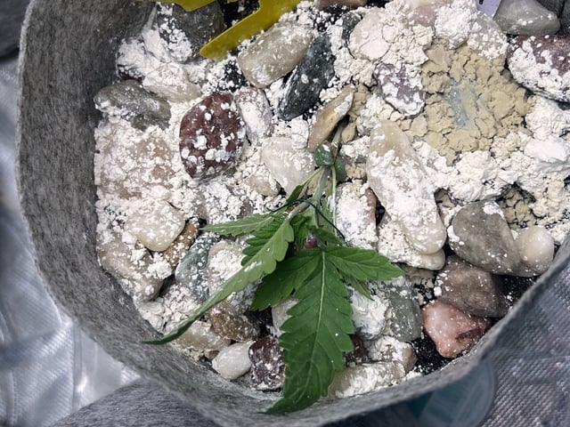 s1 Jokerz — vegetative, day 20