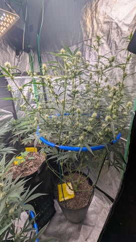 Mixed Grow — grow_setup, day 58