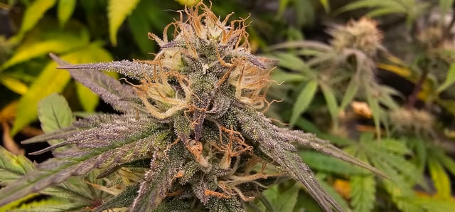 frozen biscotti — grow_setup, day 59