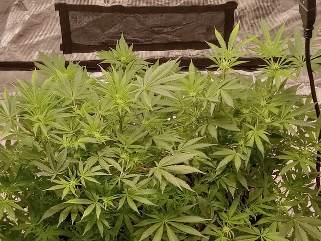 critical purple kush x peyote wifi  in the auto pot system tray 2 grow with added microhazian to the coco coir  — flower, day 70