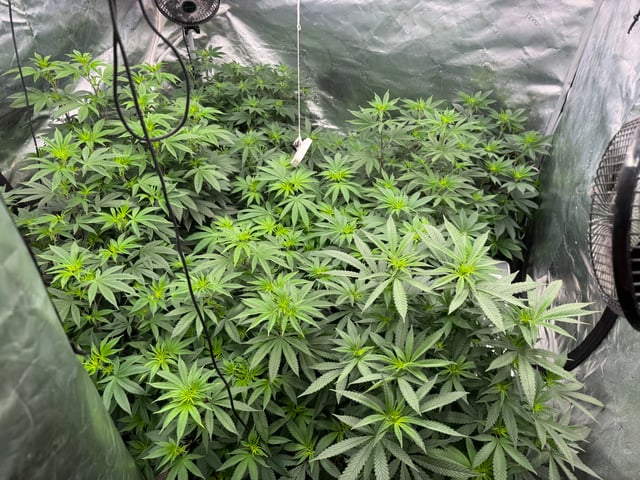 Hollywood Headband and LimeHeads  — flower, day 108