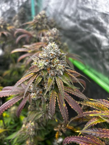 Pink Passion Fruit — flower, day 111