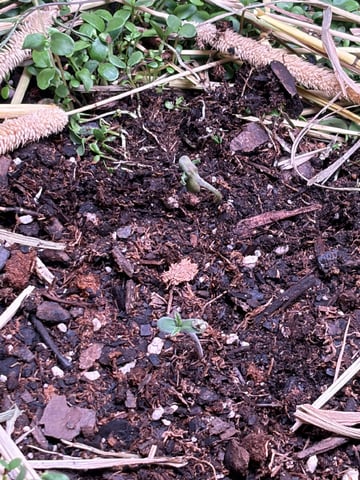 510 First Run! — seedling_rooting, day 5