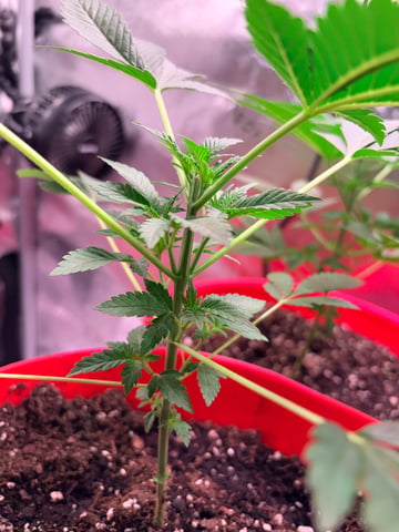 Archived Grow — none, day 13