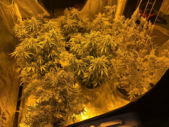 Autos AGAIN — flower, day 79