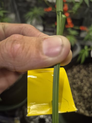 Grow 1 2026 Gelato Rainbow Sherbert  — vegetative, day 53