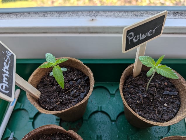First Grow April '26