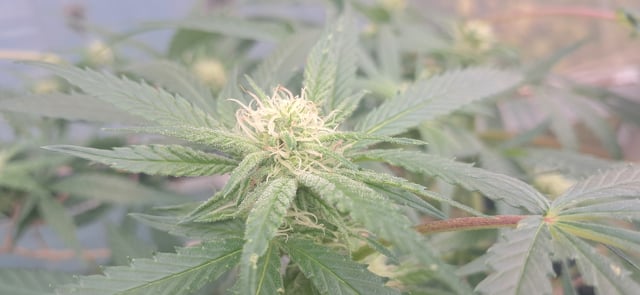 1st grow (green house)(natural) — flower, day 85