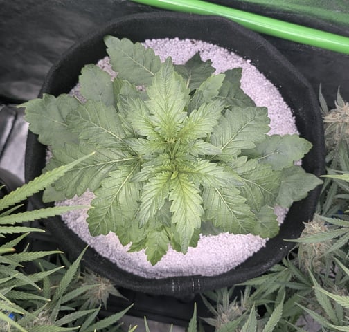 Perpetual Autoflower Mixed Grow #3 — flower, day 74